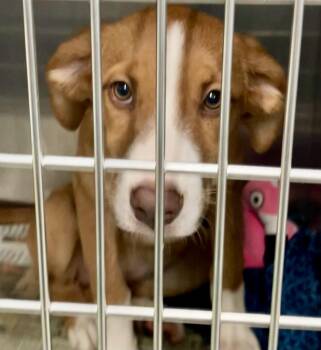 Rain -  Mixed Breed Dog for Adoption in Parma, Ohio - Rain | PetCurious