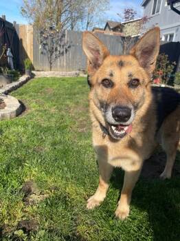 German Shepherd Dog Dogs Available for Adoption in Seattle, Washington - Brigette | PetCurious