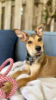 RITZ -  Mixed Breed Dog for Adoption in Toronto, Ontario - RITZ | PetCurious