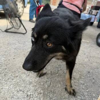 Audrey -  Mixed Breed Dog for Adoption in Austin, Texas - Audrey | PetCurious
