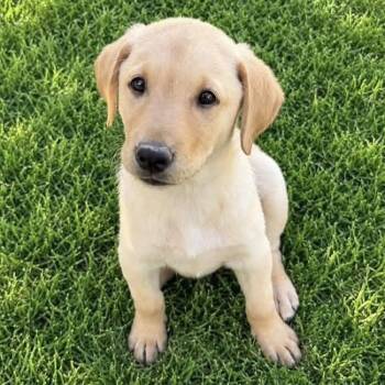Huckleberry Finn Pup - Finn -  Labrador Retriever Dog for Adoption in San Diego, California - Huckleberry Finn Pup - Finn | PetCurious