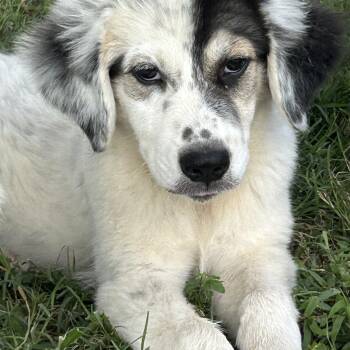 Delilah -  Great Pyrenees Dog for Adoption in Okolona, Mississippi - Delilah | PetCurious