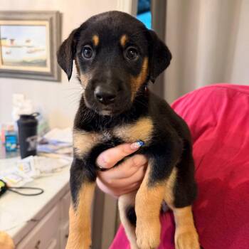 Juliet -  German Shepherd Dog Dog for Adoption - Juliet | PetCurious