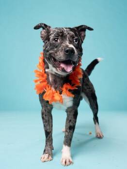Donnelly - ADOPTED -  Mixed Breed Dog for Adoption in Atlanta, Georgia - Donnelly - ADOPTED | PetCurious