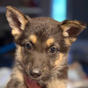 German Shepherd Dog Dogs Available for Adoption in Greenfield, Indiana - Heidi - Purple | PetCurious