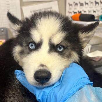 Paul -  Husky Dog for Adoption in Yuma, Arizona - Paul | PetCurious