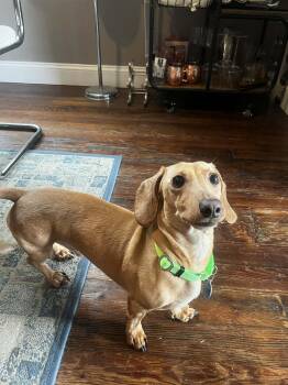 Dachshund Dogs Available for Adoption in Buffalo, New York - Louie | PetCurious