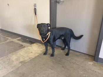 Labrador Retriever and Pit Bull Terrier Dogs Available for Adoption in Ontario, California - DAGGER | PetCurious