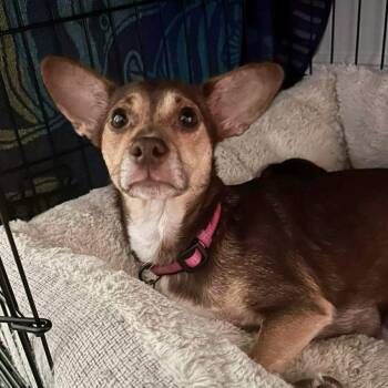Maple -  Chihuahua Dog for Adoption in Hillsborough, North Carolina - Maple | PetCurious