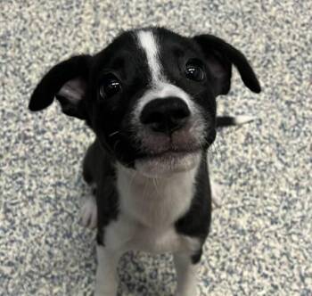Raina -  Boxer Dog for Adoption in Golden, Colorado - Raina | PetCurious