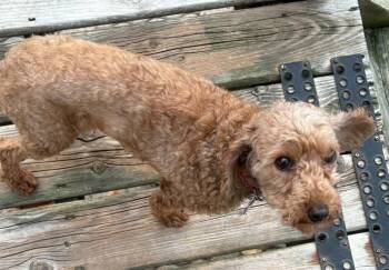 Lucy -  Poodle Dog for Adoption in London, Ontario - Lucy | PetCurious