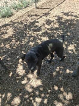 Labrador Retriever Dogs Available for Adoption in Tombstone, Arizona - Ripper | PetCurious