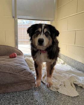 Australian Shepherd Dogs Available for Adoption in Brewster, Massachusetts - SHATZI | PetCurious