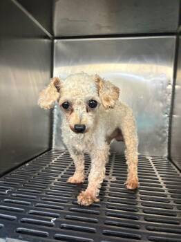 Otto -  Poodle Dog for Adoption in Marietta, Georgia - Otto | PetCurious