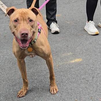 Jemima -  Mixed Breed Dog for Adoption in Fredericksburg, Virginia - Jemima | PetCurious