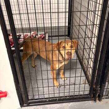 Ginny Joe -  Terrier Dog for Adoption in St. Louis, Missouri - Ginny Joe | PetCurious