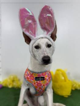 Carolina Dog and Labrador Retriever Dogs Available for Adoption in Carlsbad, California - Cher | PetCurious