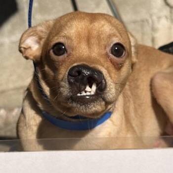 Goldie -  Chihuahua Dog for Adoption in San Gabriel, California - Goldie | PetCurious