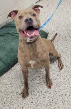 Happy Go Lucky -  Pit Bull Terrier and Mixed Breed Dog for Adoption in Kansas City, Missouri - Happy Go Lucky | PetCurious