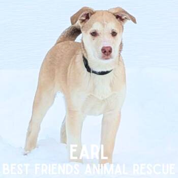 Husky and Golden Retriever Dogs Available for Adoption in Wasilla, Alaska - Earl | PetCurious