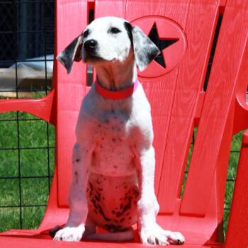CT Dolly -  Hound and Mixed Breed Dog for Adoption in Eastford, Connecticut - CT Dolly | PetCurious