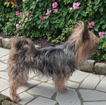 Mary-Tiny 12lb 6yo Girl! -  Silky Terrier Dog for Adoption in Fort Myers, Florida - Mary-Tiny 12lb 6yo Girl! | PetCurious