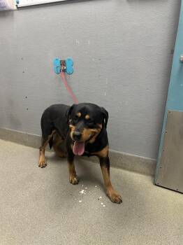 Rescue Rottweiler Dogs for Adoption in Las Vegas, Nevada - SPIDERMAN | PetCurious