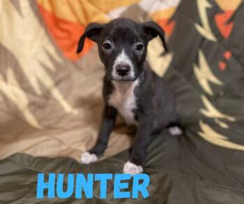 Hunter -  Mixed Breed Dog for Adoption in Shalimar, Florida - Hunter | PetCurious