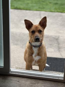 Fawn -  Black Mouth Cur Dog for Adoption in Elkhorn, Wisconsin - Fawn | PetCurious