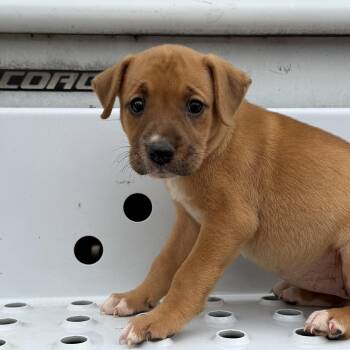 Dana -  Pit Bull Terrier Dog for Adoption in Columbia, South Carolina - Dana | PetCurious