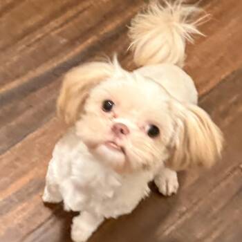Ice -  Shih Tzu Dog for Adoption in Charlotte, North Carolina - Ice | PetCurious