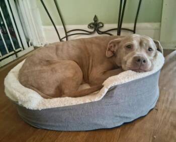 Pit Bull Terrier Dogs Available for Adoption in Cleveland, Ohio - Paddy | PetCurious