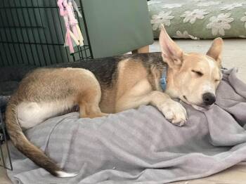 Noodle -  Husky and Siberian Husky Dog for Adoption in Tempe, Arizona - Noodle | PetCurious