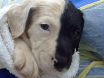 Mixed Breed Dogs Available for Adoption in Dallas, Texas - ROCKY ROAD | PetCurious