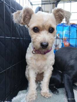 Yorkshire Terrier and Poodle Dogs Available for Adoption - Rue | PetCurious