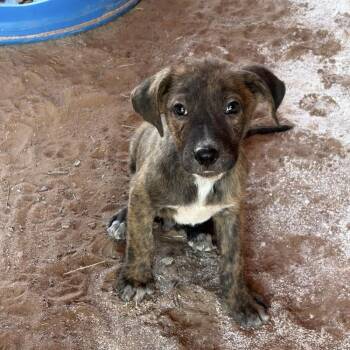 Brooks -  Catahoula Leopard Dog Dog for Adoption - Brooks | PetCurious