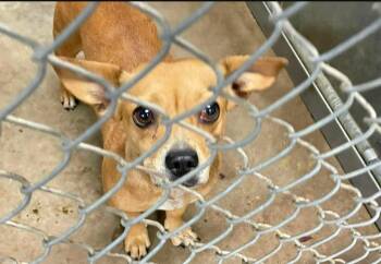 Roxy -  Chihuahua Dog for Adoption in Estes Park, Colorado - Roxy | PetCurious