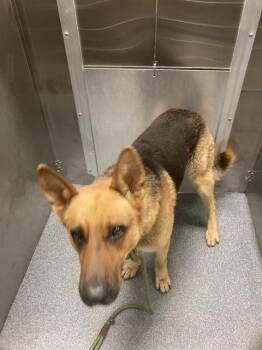 Mixed Breed Dogs Available for Adoption in Dallas, Texas - ORVILLE | PetCurious