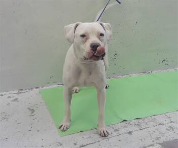 LAFAYETTE -  Staffordshire Bull Terrier and Mixed Breed Dog for Adoption in Houston, Texas - LAFAYETTE | PetCurious