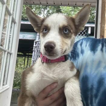 Sable -  Husky Dog for Adoption in Greenville, Pennsylvania - Sable | PetCurious