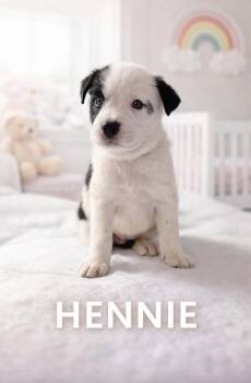 Catahoula Leopard Dog and Australian Cattle Dog Blue Heeler Dogs Available for Adoption - Hennie  | PetCurious