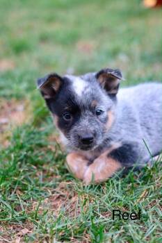 Reef -  Australian Cattle Dog Blue Heeler Dog for Adoption in Duluth, Minnesota - Reef | PetCurious