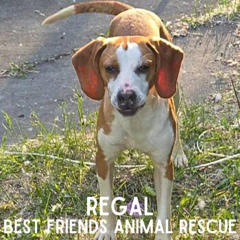 Regal -  Beagle Dog for Adoption in Wasilla, Alaska - Regal | PetCurious