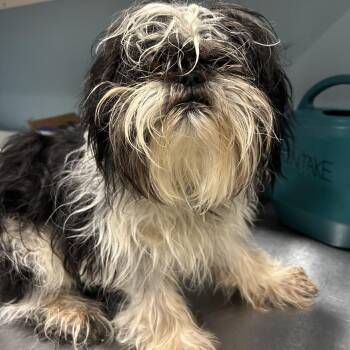 Stefan -  Mixed Breed Dog for Adoption in Chattanooga, Tennessee - Stefan | PetCurious