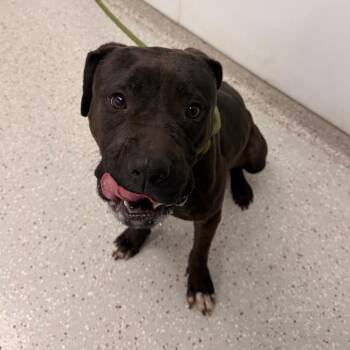 Jill Valentine -  Pit Bull Terrier Dog for Adoption in Indianapolis, Indiana - Jill Valentine | PetCurious