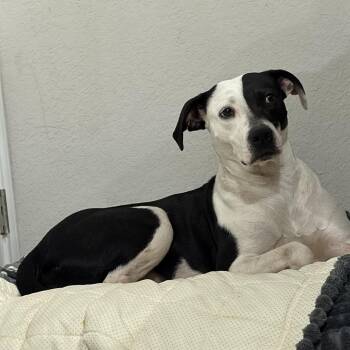 American Staffordshire Terrier Dogs Available for Adoption in Mico, Texas - Astor  | PetCurious