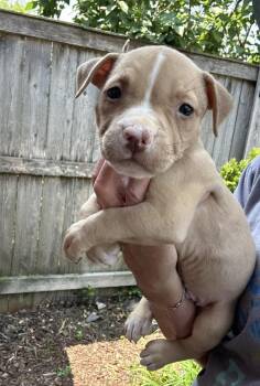 Napoleon -  American Staffordshire Terrier Dog for Adoption in Bull Valley, Illinois - Napoleon | PetCurious