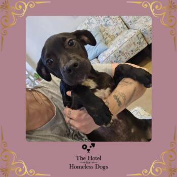 Labrador Retriever and Terrier Dogs Available for Adoption in Cumberland, Rhode Island - Saturday | PetCurious