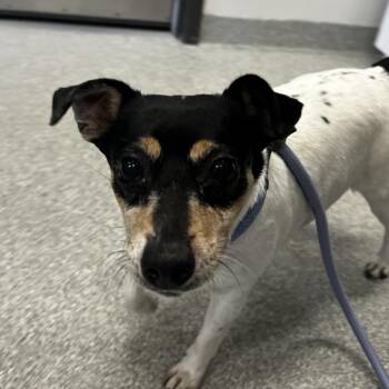 Coqueta -  Mixed Breed Dog Available for Adoption in Oak Brook, Illinois - Coqueta | PetCurious