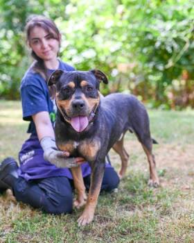 Mixed Breed Dogs Available for Adoption in Chamblee, Georgia - Gojo | PetCurious